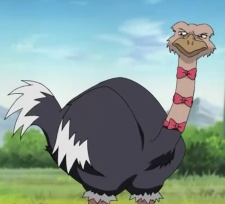 Condor
